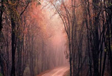 博洛尼亚官方：卡拉布里亚左脚踝扭伤，预计缺阵3周时间.：pg游戏